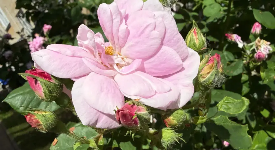 Delikatna, różowa róża z pąkami. Czy można pryskać na rosę? Pytanie nurtuje ogrodników, gdy widzą takie piękno.