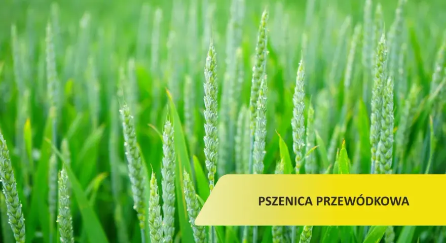 Zielone kłosy pszenicy przewódkowej na polu. Optymalny termin siewu to klucz do obfitych plonów.