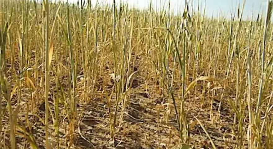 Pole pszenicy z widocznymi oznakami uszkodzeń, być może po zastosowaniu środka chloropiryfos 480 ec.