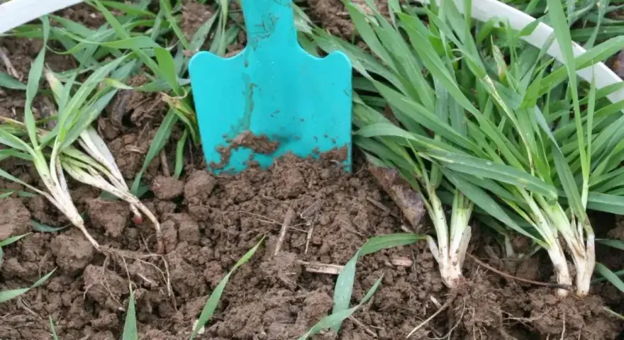 Łopatka w ziemi, obok młodych kępek pszenżyta. Idealny czas, kiedy siać pszenżyto, by uzyskać obfite plony.