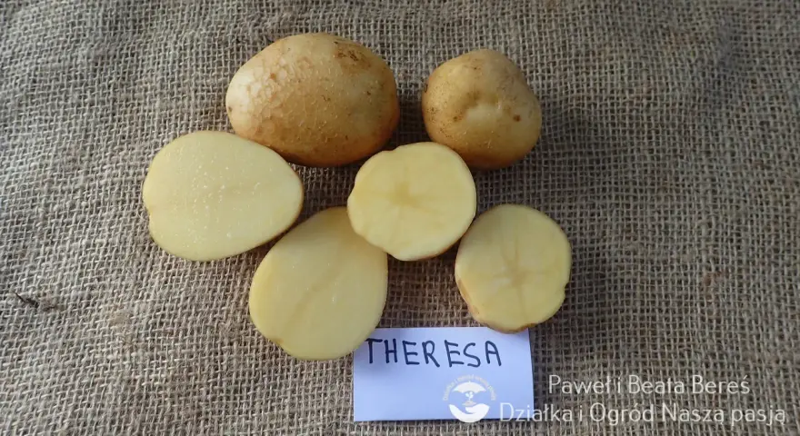 Nowe odmiany ziemniaka Theresa. Całe i przekrojone bulwy na płóciennym tle.