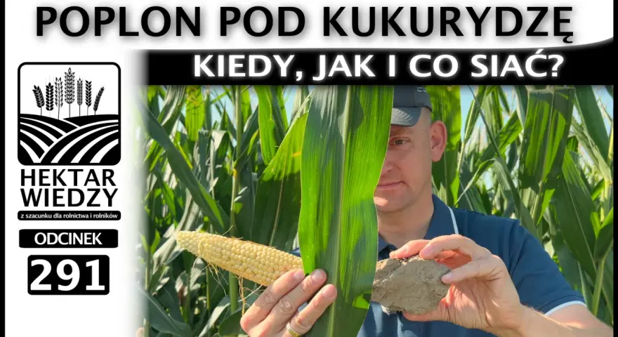Rolnik pokazuje kolbę kukurydzy i bryłę ziemi, omawiając poplon pod kukurydzę.