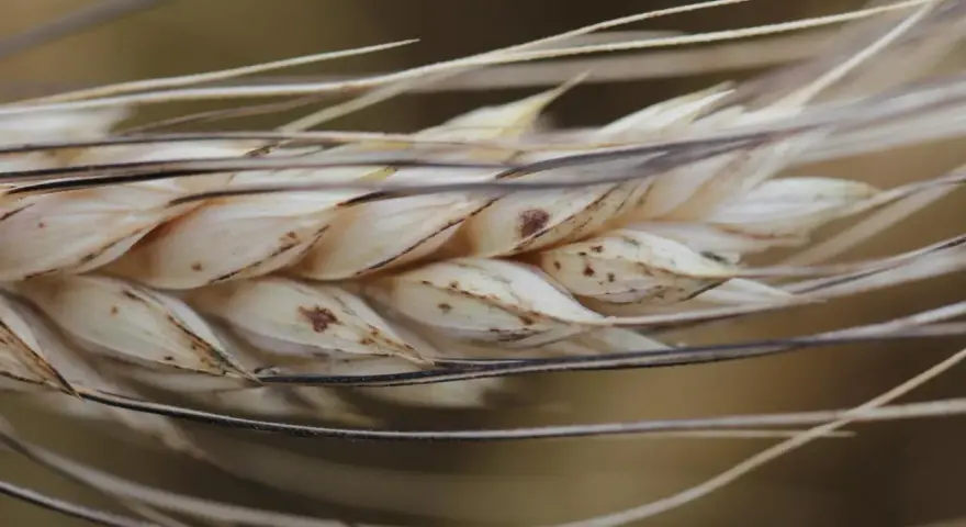 Zbliżenie na kłos pszenicy durum, z widocznymi ziarnami i delikatnymi włoskami.