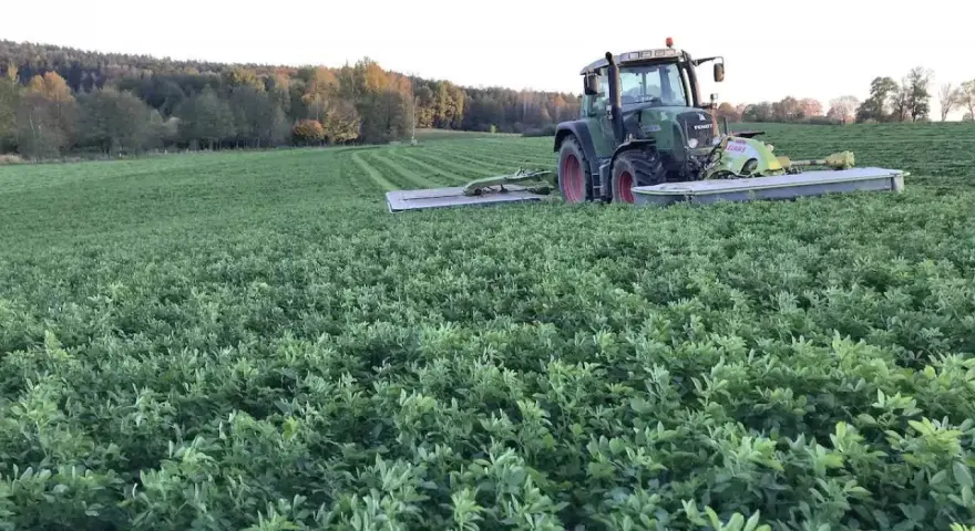 Zielony traktor kosi pole pełne lucerny i koniczyny. W tle las.