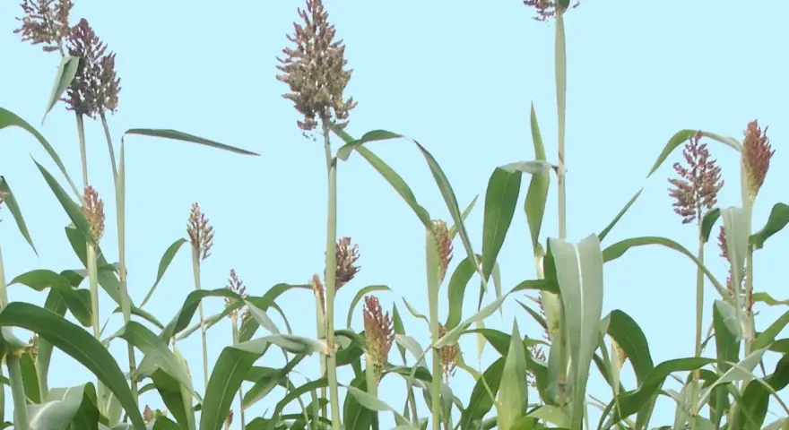 Wysokie łodygi sorgo na kiszonkę z zielonymi liśćmi i brązowymi wiechami na tle błękitnego nieba.