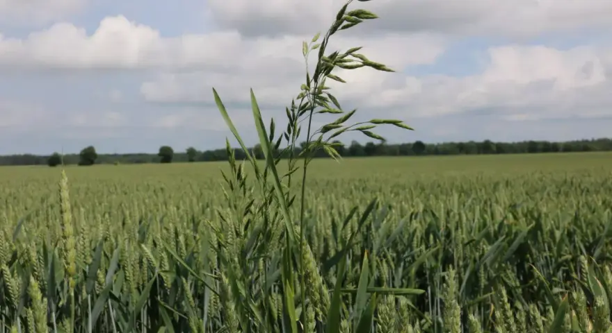 Zielone pole zboża z dominującą stokłosą płonną na pierwszym planie. W tle las i błękitne niebo z chmurami.