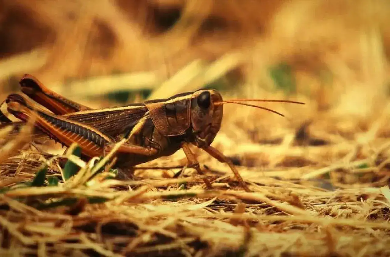 Zbliżenie na konika polnego, który może zwiastować plaga szarańczy. Owad w brązowych barwach na tle suchej trawy.