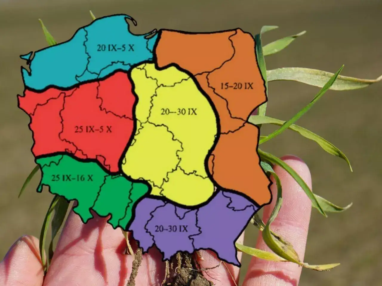 Mapa Polski z terminami siewu pszenżyta ozimego. Różne kolory oznaczają różne regiony i daty siewu.