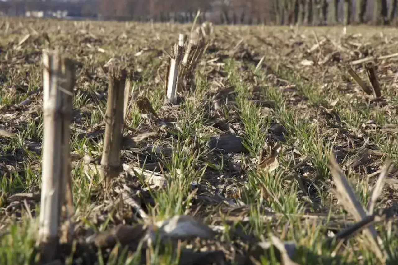 Młode zielone pędy pszenicy ozimej wyrastają między resztkami pożniwnymi. Różne odmiany pszenicy ozimej dają nadzieję na obfite plony.
