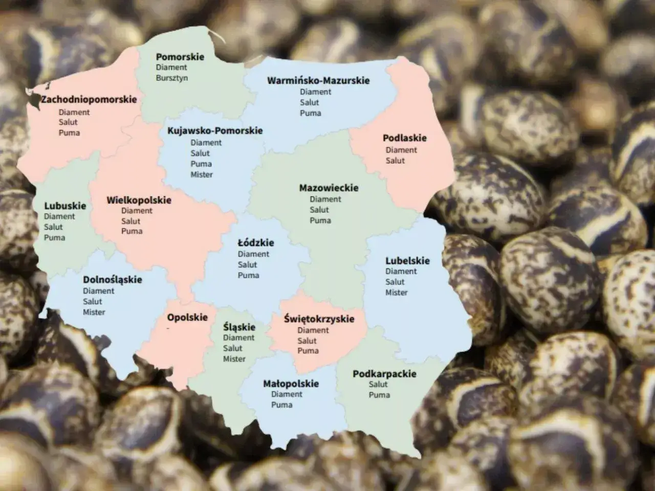 Mapa Polski z zaznaczonymi odmianami łubinu: Diament, Salut, Puma, Mister, Bursztyn.