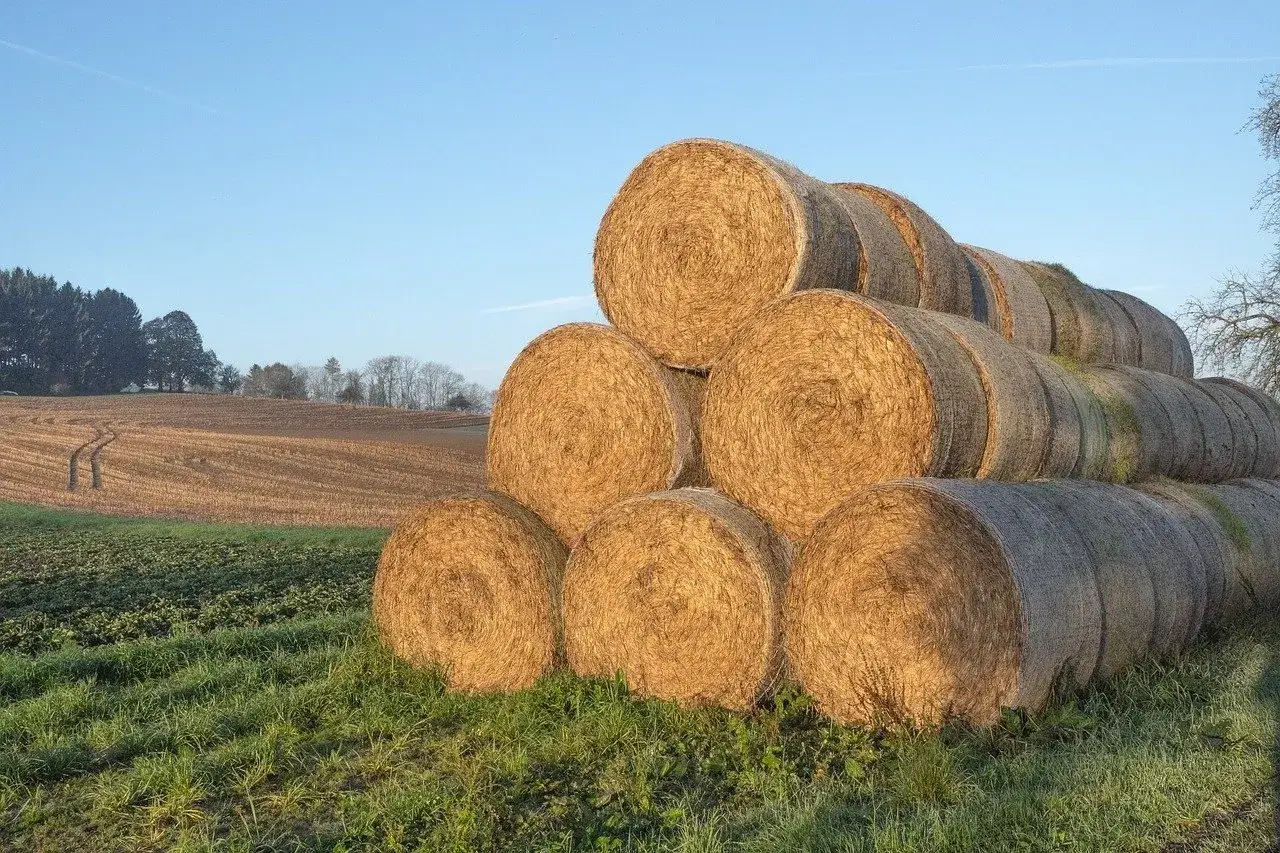 Stóg słomy na polu. Zastanawiasz się, ile waży balot słomy? Te okrągłe bele czekają na transport.