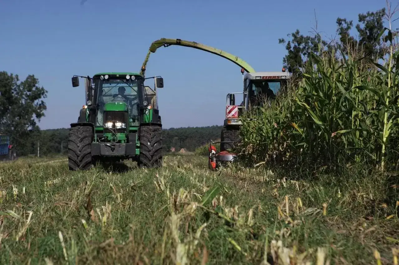 Kiedy kosić kukurydzę na kiszonkę? Kombajn i traktor pracują na polu, zbierając plony.
