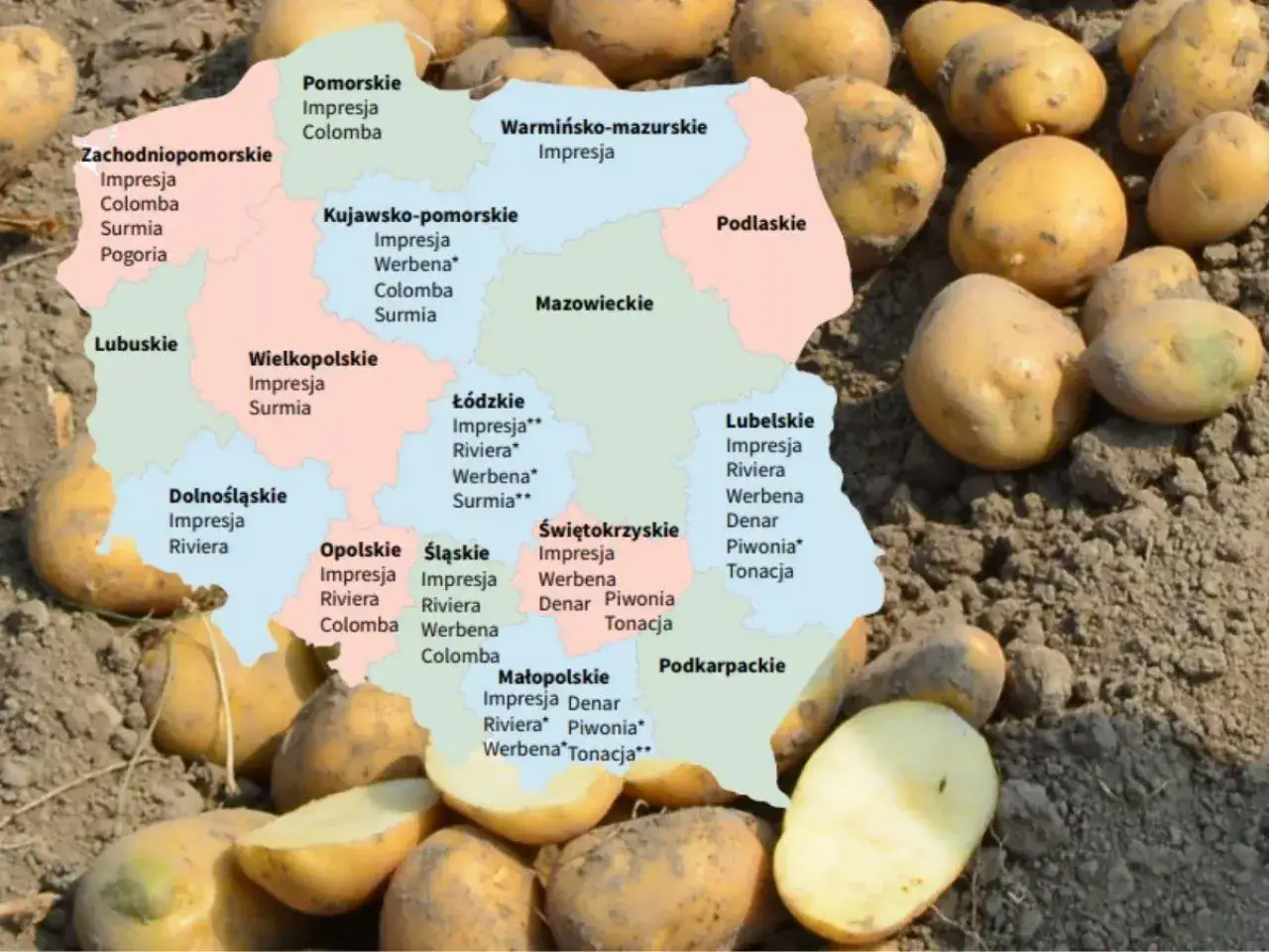 Mapa Polski z zaznaczonymi regionami i nowymi odmianami ziemniaka, takimi jak Impresja, Riviera, Colomba, Surmia, Werbena, Denar, Piwonia i Tonacja.