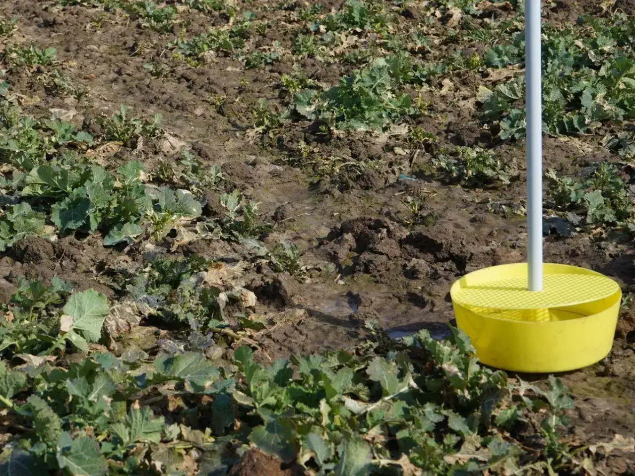 Żółta pułapka na szkodniki zbóż stoi pośród młodych roślin na polu.