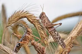 Plaga szarańczy na kłosach zbóż. Owady w brązowych barwach, z widocznymi wzorami na ciele, wspinają się po uschniętych źdźbłach.