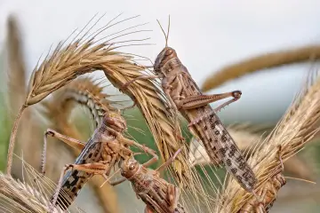 Plaga szarańczy na kłosach zbóż. Owady w brązowych barwach, z widocznymi wzorami na ciele, wspinają się po uschniętych źdźbłach.